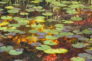 Reflection of autumn leaves on a lake