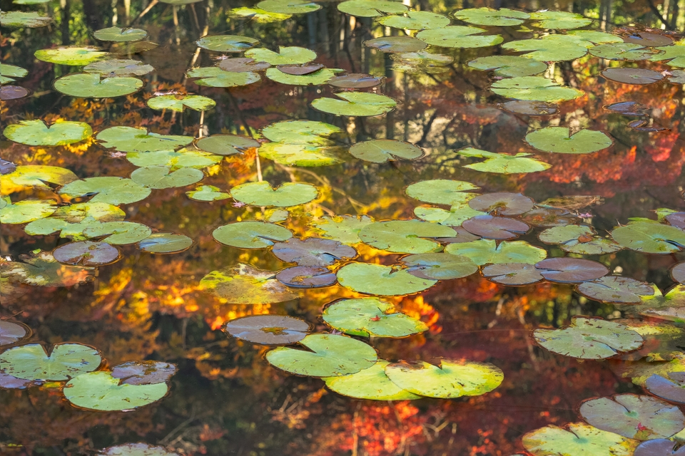 Reflection of autumn leaves on a lake